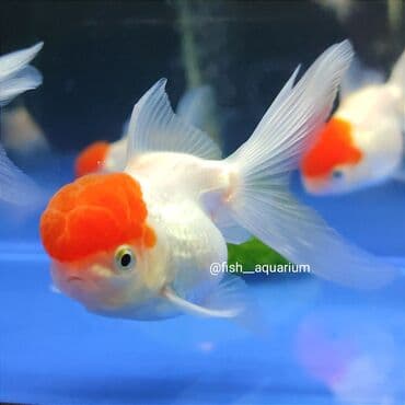 продаю рыбы: Новое поступление золотых рыбок! Разные виды! Коя платина вуаль также — 7