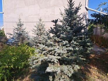 саженцы хвойных пород: Саженцы деревьев: Ели — 3