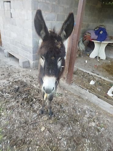 Осёл (молодой жеребец) - Порода: домашний осёл, компактного роста. -