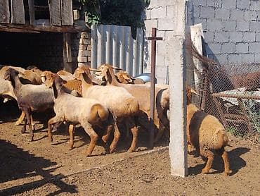 тай ленинский: Продаю | Овца (самка) | Арашан | На забой | Матка — 2
