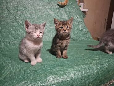 объявления о найденных животных: Котята, помет из нескольких малышей. - Окрас: два серо-белых (табби с — 1