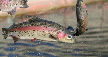 Охлажденный, До 1 кг, 1 кг, 2 кг