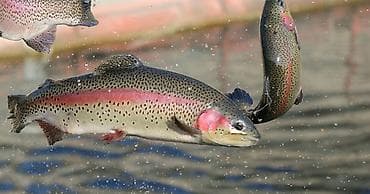 био кымыз: Муздатылган, 1 кг чейин, 1 кг, 2 кг — 1