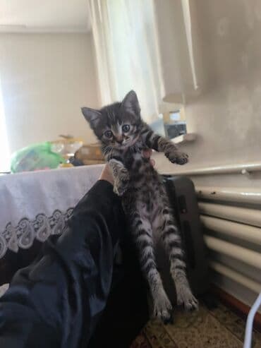 кошка бенгальская: 6 месяцев, Девочка, Приучена к лотку — 2