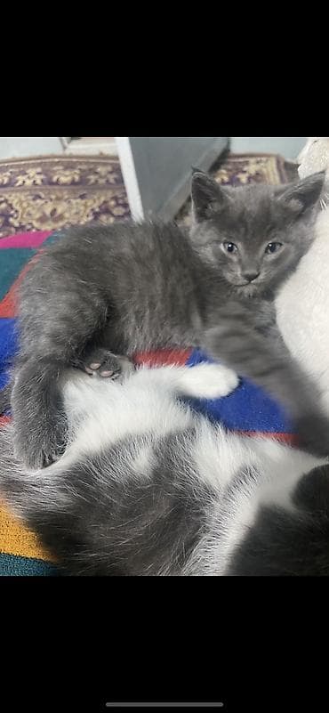 бесплатно отдам машину: Кошка даром: Беспородная, 2 месяца, Мальчик — 3