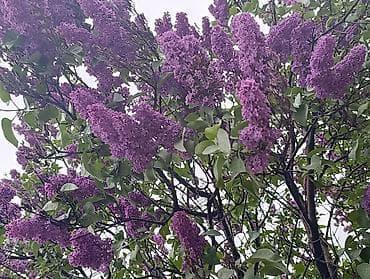 сирени: Сирень калированная❤️💜 насыщенно-фиолетовая ❤️😍отличная возможность — 3