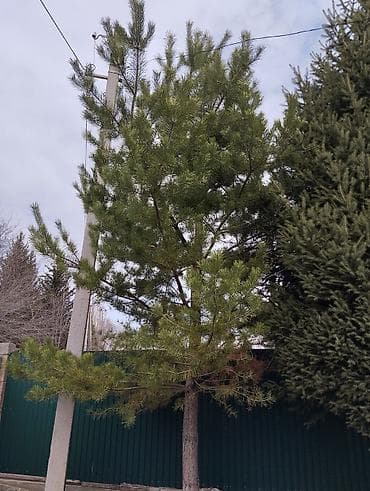 строительные лестницы: Ель (садовое дерево) - Порода: ель/еловое дерево с плотной — 5