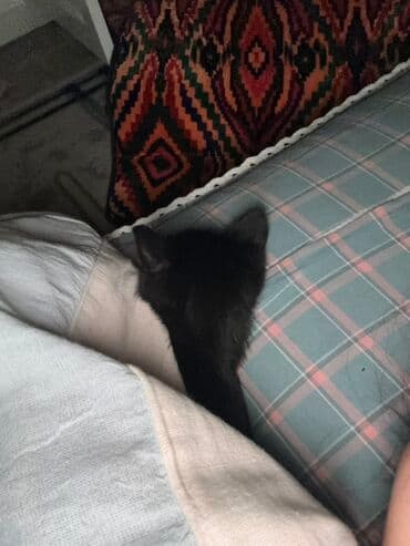 отдам породистых котят: Кошка даром: Беспородная, 4 месяца, Девочка, Приучена к лотку — 4