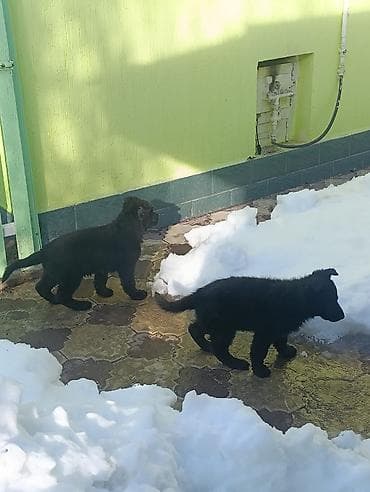 Вязка собак: Продаются щенки чистый немецкий овчарки воз 1 месяца только званиит — 5