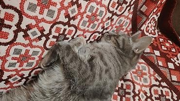 персидская кошка цена: Кошка даром: Беспородная, Девочка, Приучена к лотку — 2