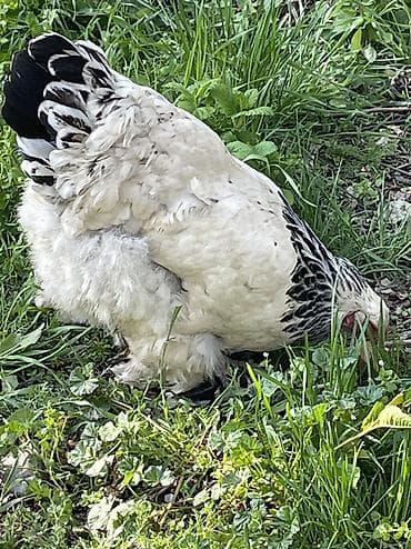 canada goose: Продаю | Куры | Брама | Для разведения — 2