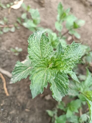 микра: Зелень и микрозелень, Мята — 3