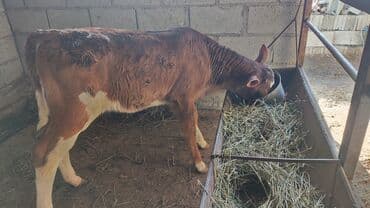 тр 40: Продаю | Тёлка, Музоо, торпок | Для разведения, Для молока | Племенные, Не стельные, Искусственник — 2