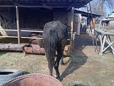 Сатам | Бээ (ургаачы) | Жумушка — 3