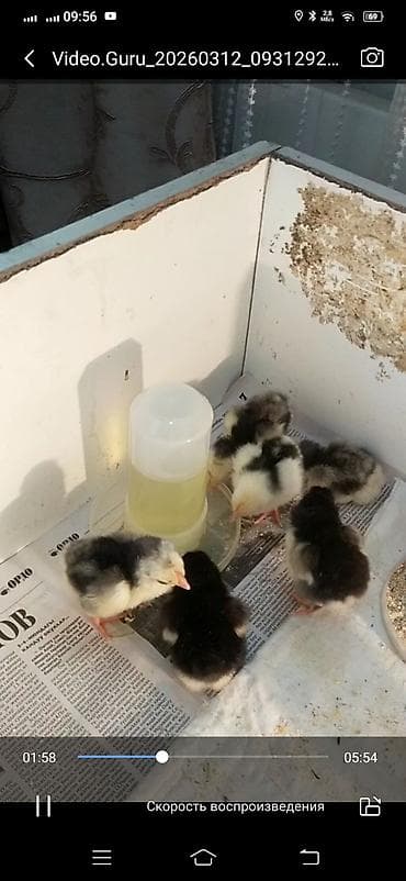 Рыбы: Продаю | Цыплята, Инкубационные яйца | Несушки — 3