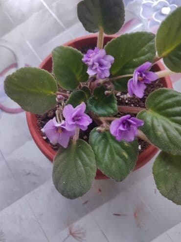 сколько стоят гипсофилы: Продаю комнатные цветы Сансевиерия-250сом (тещин язык ) Хлорофитум — 16