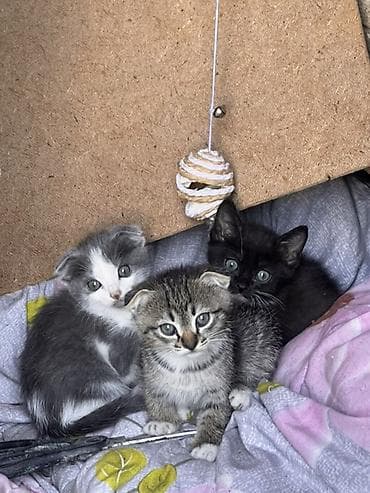 куплю кошка: Скотиш Фолд (Шотландская вислоухая), 2 месяца, Девочка, Приучена к лотку — 1