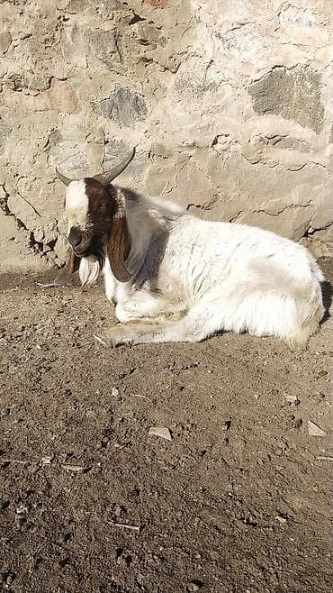 меняю на кур: Продаю | Козёл (самец) | Битал | Для разведения | Осеменитель, Племенные — 1