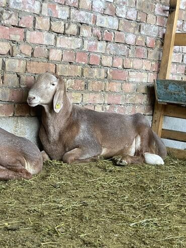 продам козу дойную: Продаю | Овца (самка) | Для разведения — 6
