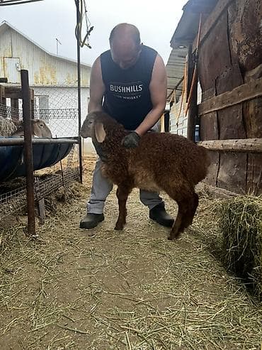 сельскохозяйственные животные продажа: Продаю | Баран (самец) | Арашан | Для разведения | Племенные — 4