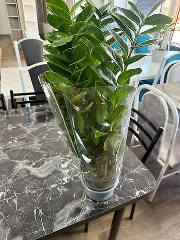 Антуриумы: Комнатные растения в горшках: - Антуриум (Anthurium) — компактные — 4