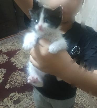 пит: 2 месяца, Девочка, Биколор, Приучена к лотку — 1