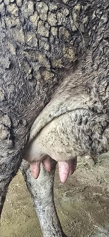 Аквариумдар: Сатам | Уй (ургаачы) | Көбөйтүү үчүн | Байланган — 7