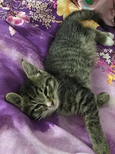 Кошки: Бесплатно Котенок – домашний малыш, полосатый тигровый — 3