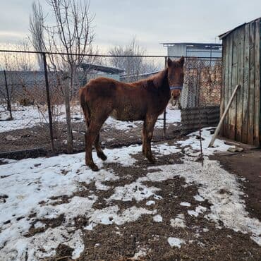 белый мёд: Продаю | Конь (самец), Жеребенок | Английская, Полукровка | Конный спорт, Для разведения — 1
