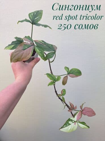 газон готовый: ● Комнатные растения (укоренённые черенки, молодые растения, взрослые — 18