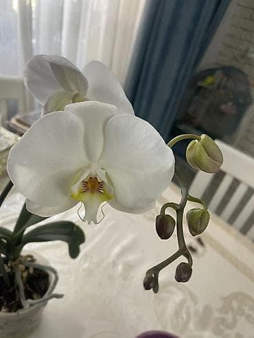 орхид: Орхидеи Голландия адаптированные домашние — 10