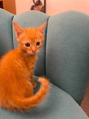 Отдаем в добрые и ответственные руки очаровательных котят. Они — 2