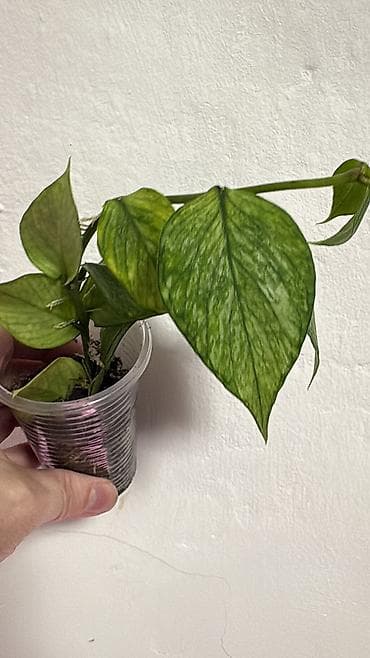 Комнатные растения: Комнатные растения в горшках: 1) Сциндапсус pictus Trebie — лиана с — 3
