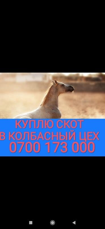 продам бройлеров живым весом: Куплю | Коровы, быки, Лошади, кони | Круглосуточно, Любое состояние, Забитый — 1
