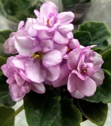 петуния цветы: В продаже детки сортовых мини и полумини фиалок 🌺🌿🌺. Есть черенки — 2