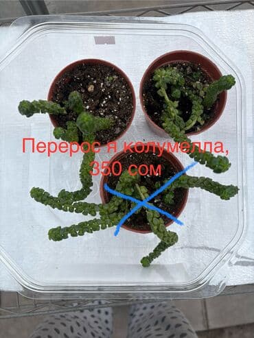 голландские семена в бишкеке: Продаю суккуленты, композиции, кактусы — 8