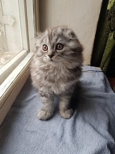 кошки жалал абад: Скотиш Фолд (Шотландиялык шалпаң кулак), 2 айлык, Эркек, Боз, Лотокко барууга үйрөтүлгөн, Курттардан тазаланган — 2
