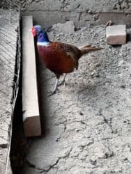 Продам фазан обыкновенный!