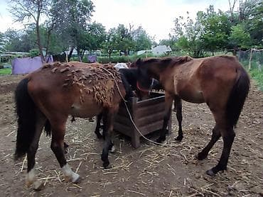 корм для цплята: Продаю | Кобыла (самка), Жеребенок — 3