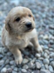 сколько стоит щенок ротвейлера: Лабрадор-ретривер, 1 месяц, Самка — 1