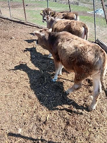 собаки тайган: Сатам | Музоо | Бордоп семиртүү үчүн — 3