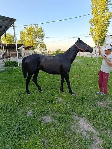Продаю | Кобыла (самка) | Рабочий