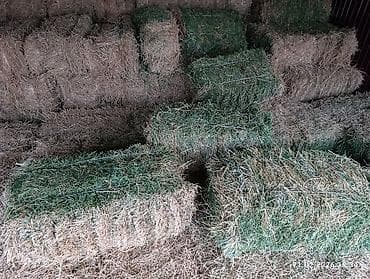 клевер туках: Тюки клевера, 2 гол, мелкий, чистый без сорняков. пресовали для себя — 2