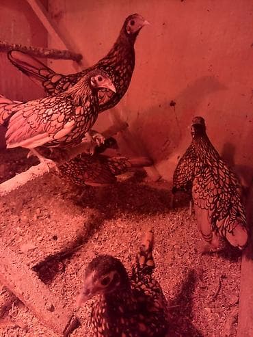 некая: Продаю | Куры | Для разведения — 2