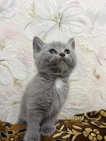 сиамская кошка стоимость: Скотиш Фолд (Шотландская вислоухая), 1 месяц, Мальчик, Серый — 3