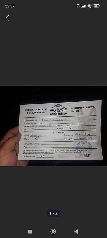 Немецкая овчарка, щенок с документами это старое фото - Порода