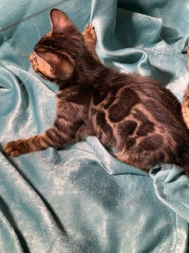 сколько стоит котенок британской золотой шиншиллы: Бенгальская, 3 месяца, Девочка, Шоколадный, С документами, Приучена к лотку, Проглистована — 4