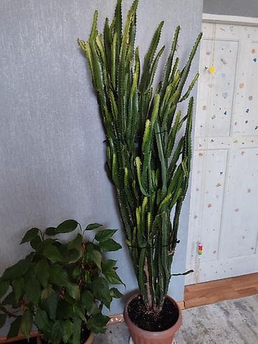 трехгранный кактус молочай: Высокий комнатный суккулент Euphorbia trigona (молочай трёхгранный) в — 1