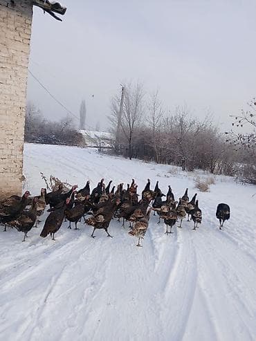Аквариумдар: Индейки (стадо) - Порода/окрас: смешанные темные окрасы (черный — 8
