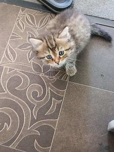 scottish fold: 1 месяц, Девочка, Приучена к лотку — 3